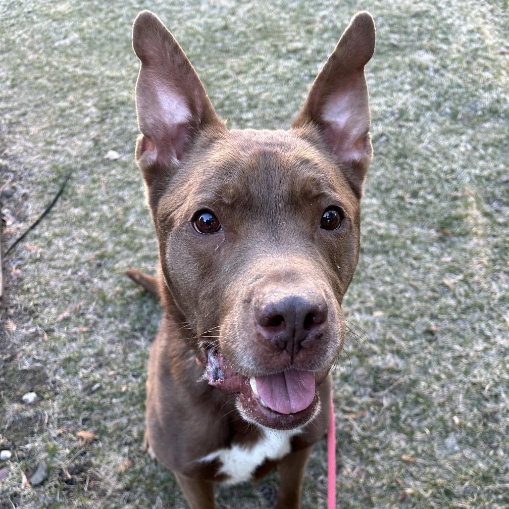 Enlarge Franklin, a Adoptable Mixed Breed in Saint Cloud, MN image 2/6