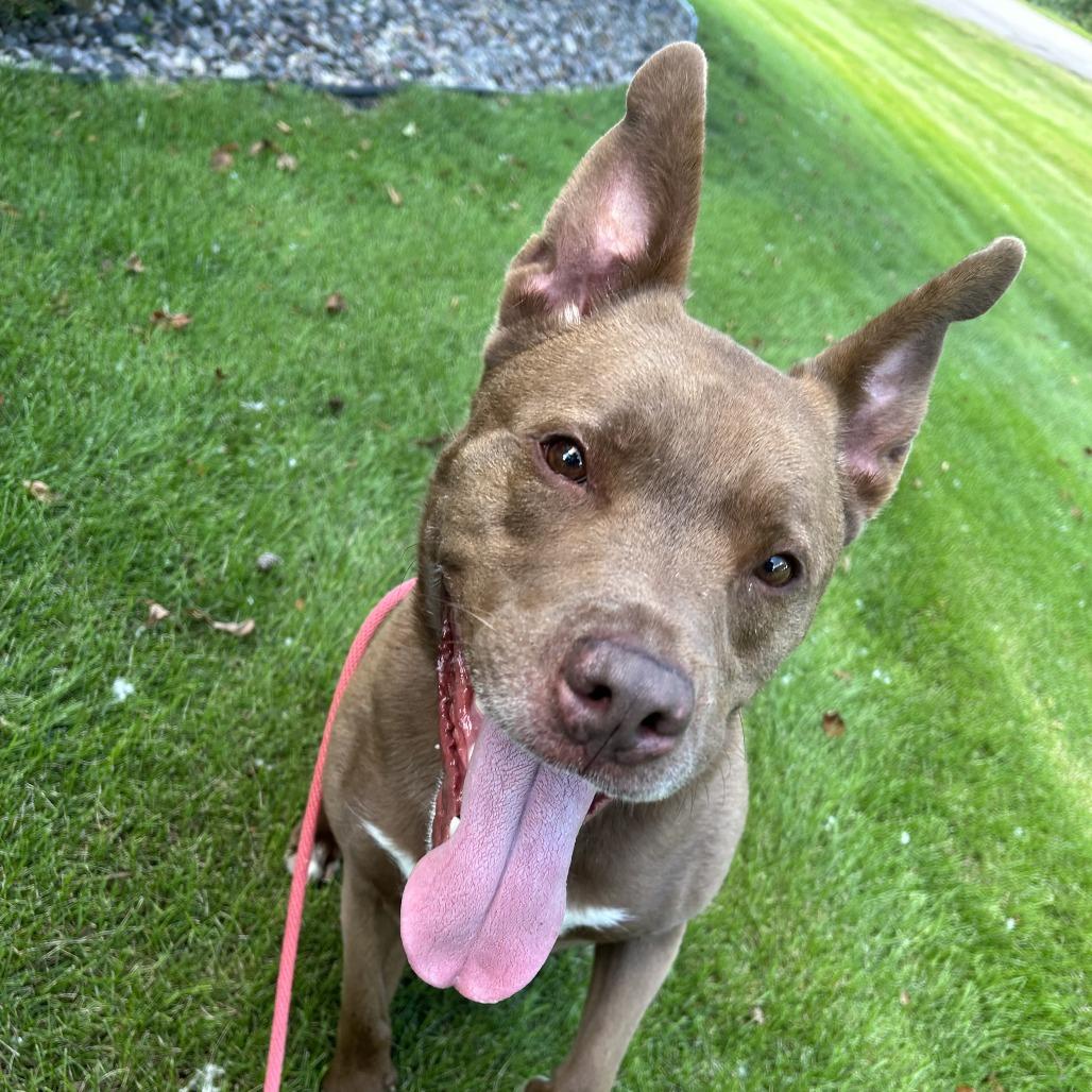 Enlarge Franklin, a Adoptable Mixed Breed in Saint Cloud, MN image 2/6