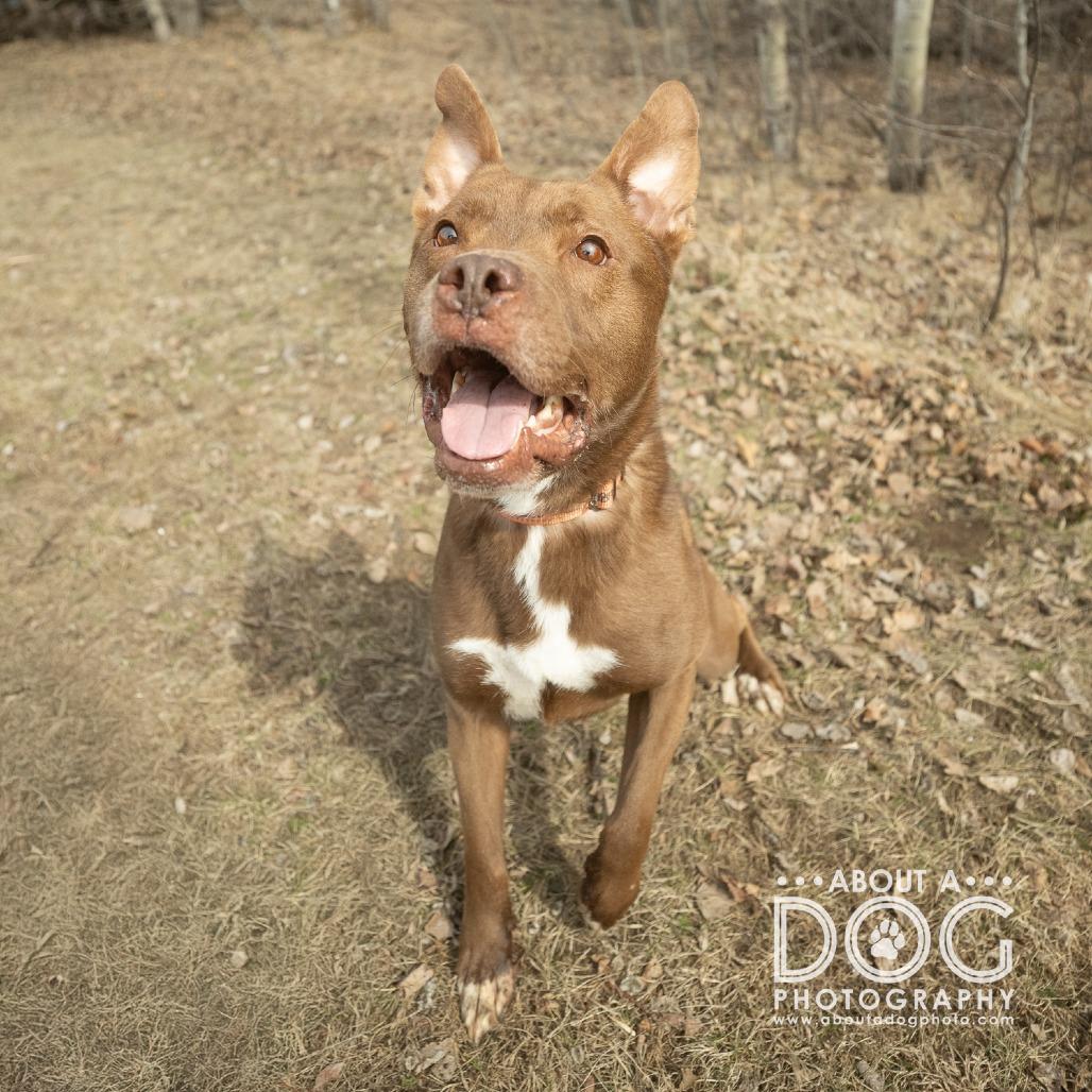 Enlarge Franklin, a Adoptable Mixed Breed in Saint Cloud, MN image 3/6