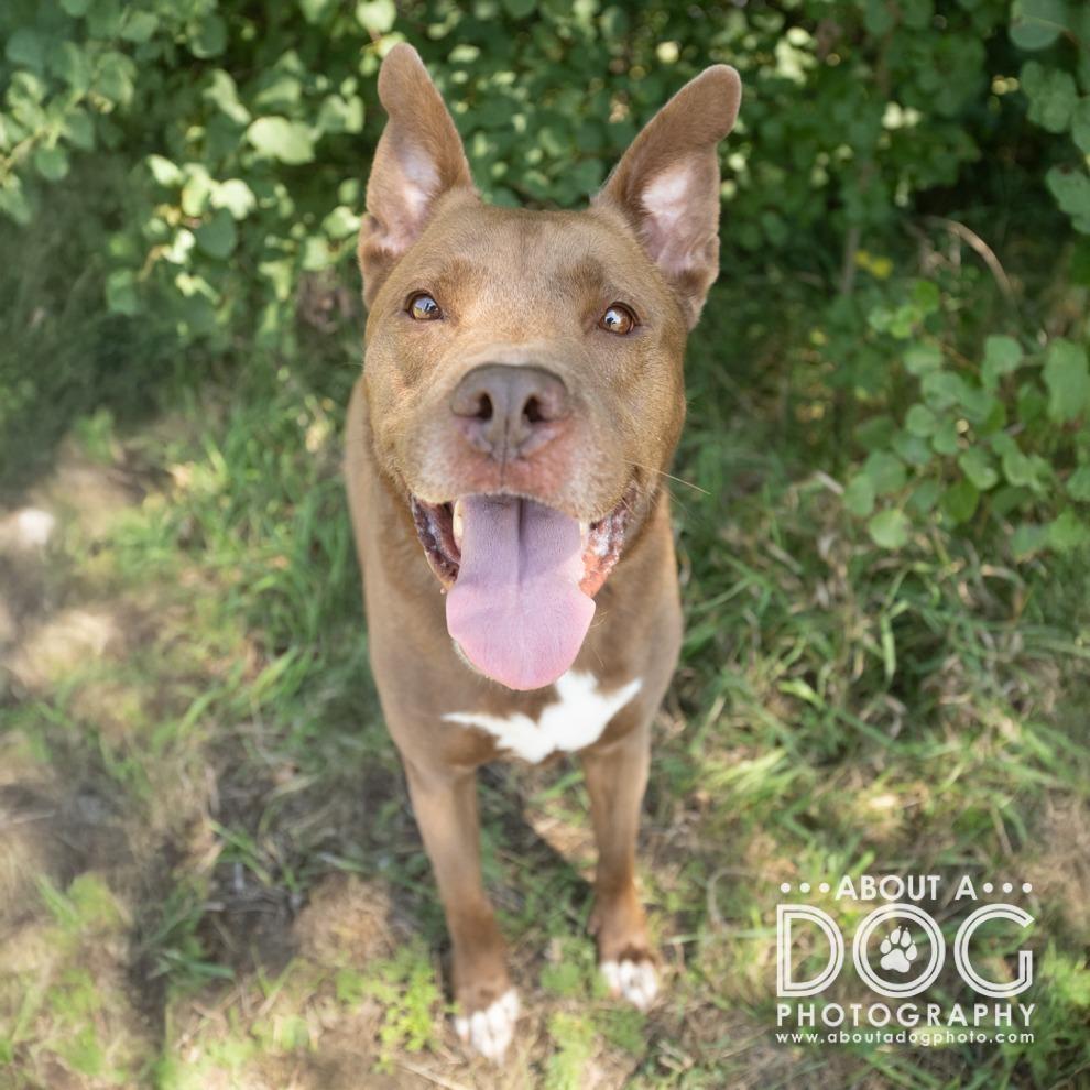 Enlarge Franklin, a Adoptable Mixed Breed in Saint Cloud, MN image 3/6