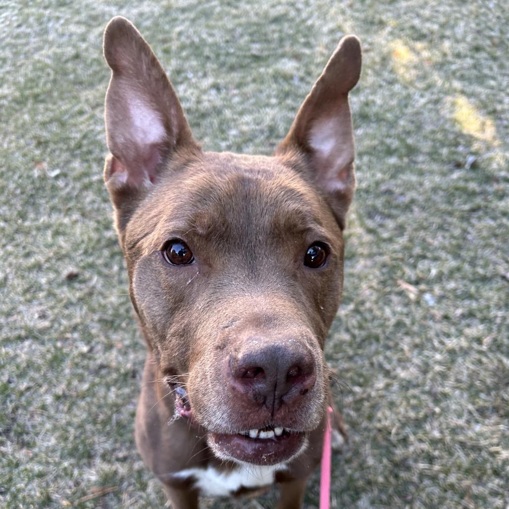 Enlarge Franklin, a Adoptable Mixed Breed in Saint Cloud, MN image 4/6