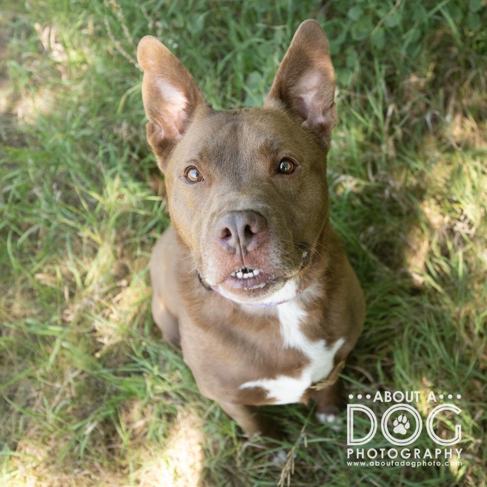 Enlarge Franklin, a Adoptable Mixed Breed in Saint Cloud, MN image 4/6