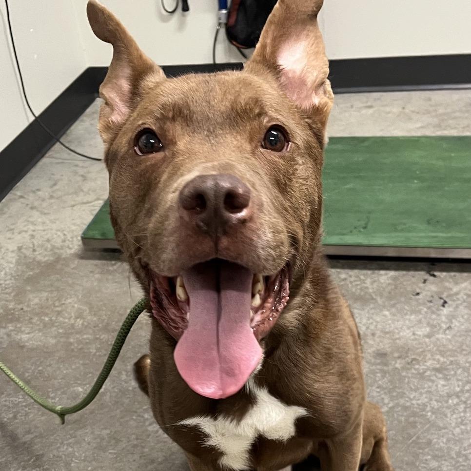 Enlarge Franklin, a Adoptable Mixed Breed in Saint Cloud, MN image 5/6