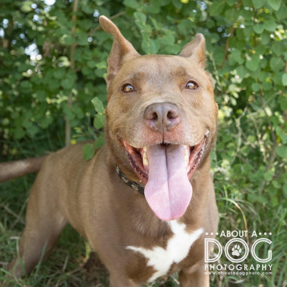 Enlarge Franklin, a Adoptable Mixed Breed in Saint Cloud, MN image 5/6