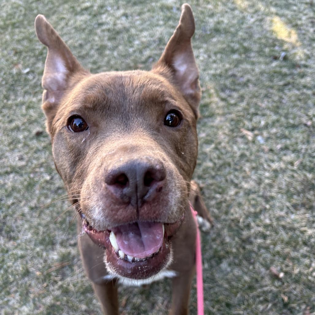 Enlarge Franklin, a Adoptable Mixed Breed in Saint Cloud, MN image 6/6