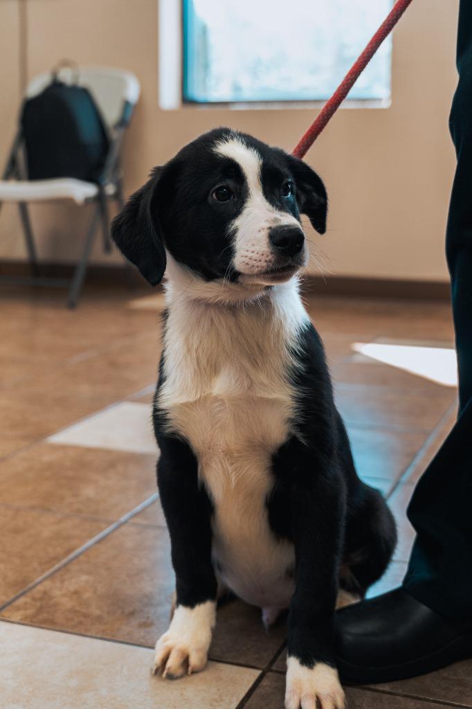 Mixed puppy 2(Volt), a Adoptable mixed breed in Mocksville, NC image 1/6