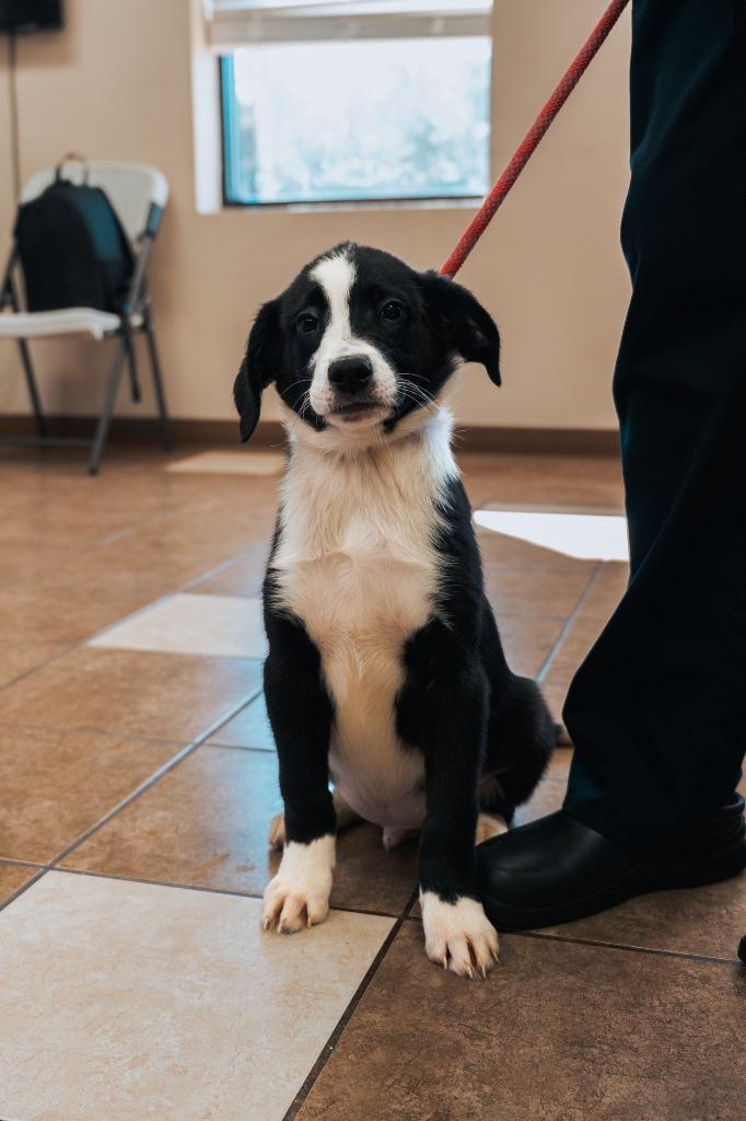 Mixed puppy 2(Volt), a Adoptable mixed breed in Mocksville, NC image 2/6