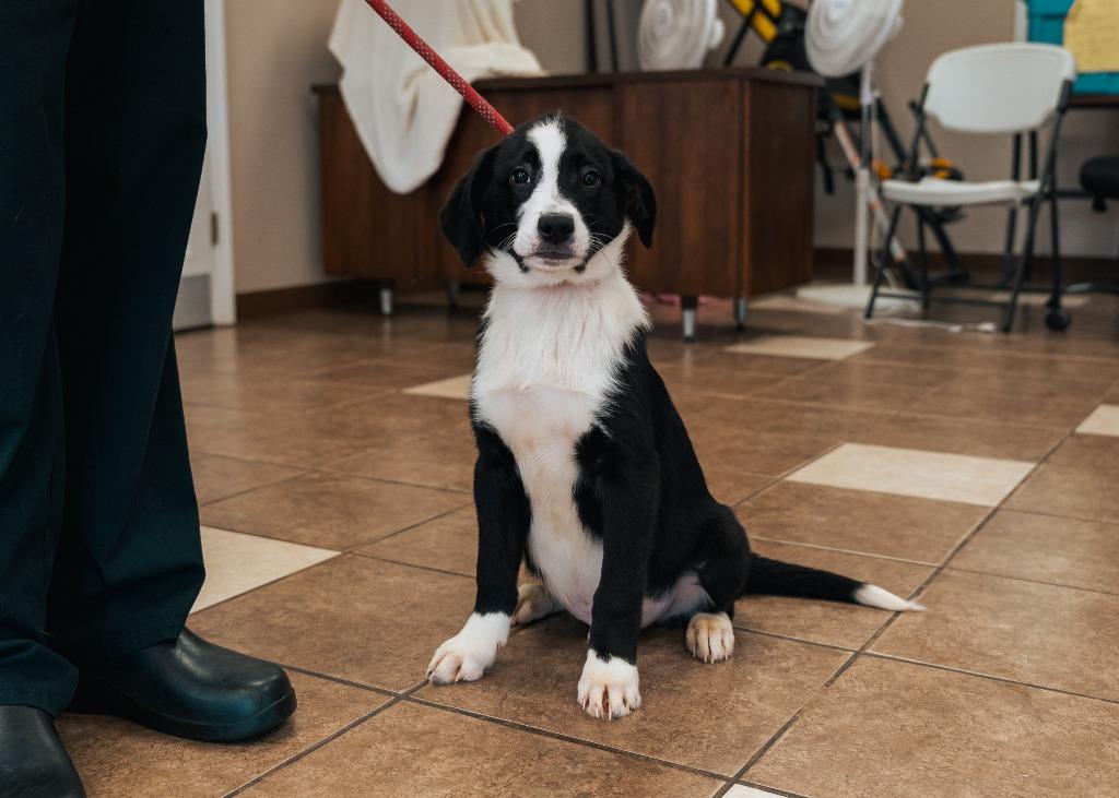 Mixed puppy 2(Volt), a Adoptable mixed breed in Mocksville, NC image 3/6