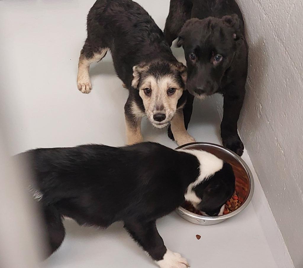 Mixed puppy 2(Volt), a Adoptable mixed breed in Mocksville, NC image 4/6