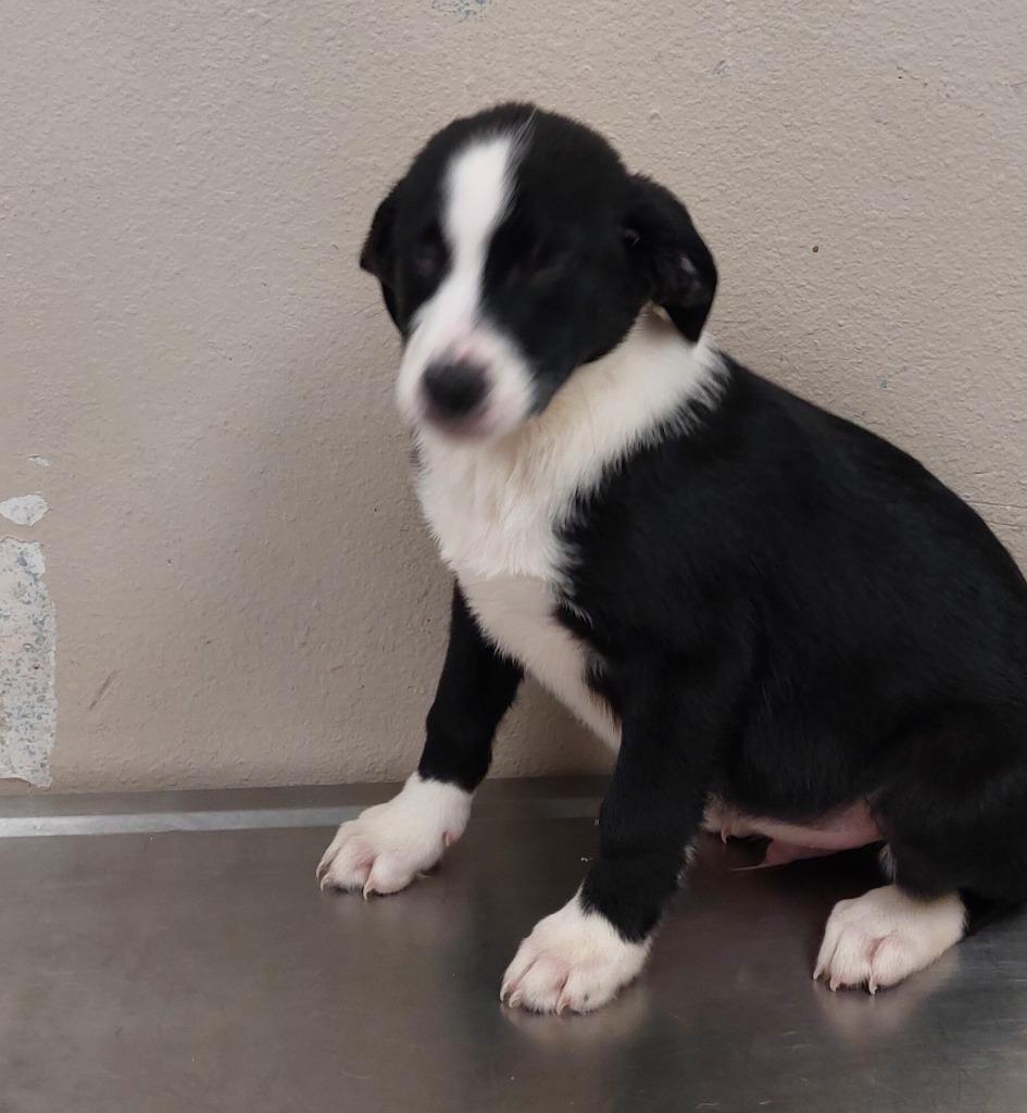 Mixed puppy 2(Volt), a Adoptable mixed breed in Mocksville, NC image 5/6