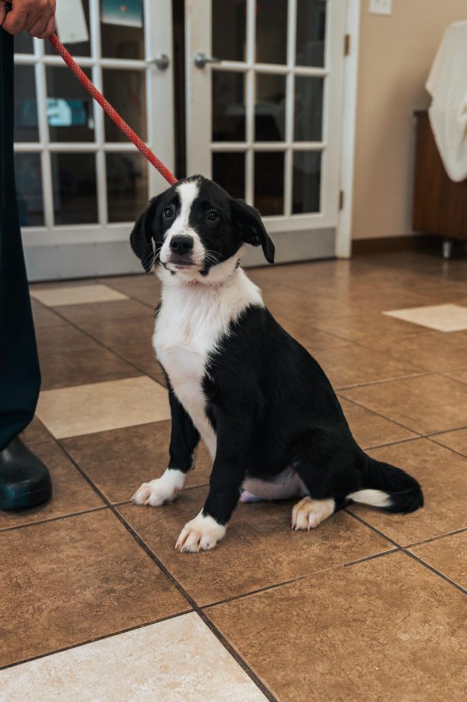 Mixed puppy 2(Volt), a Adoptable mixed breed in Mocksville, NC image 6/6