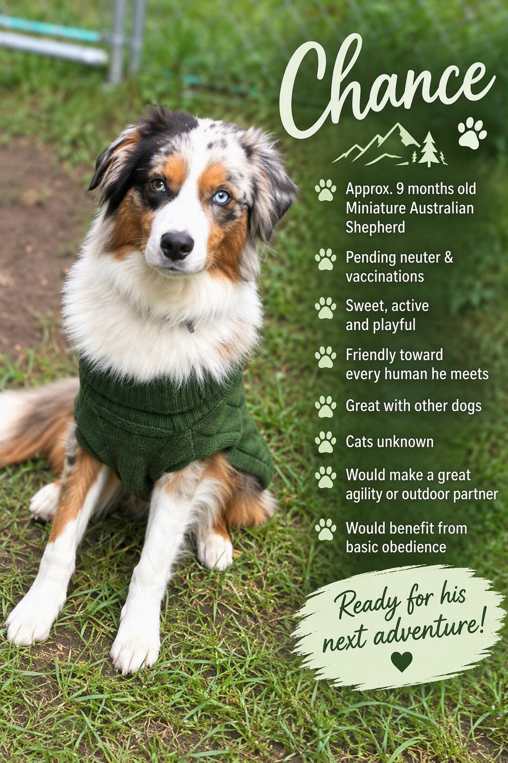 Enlarge Chance (Courtesy Post), a Adopted Australian Shepherd in Albany, NY image 1/1