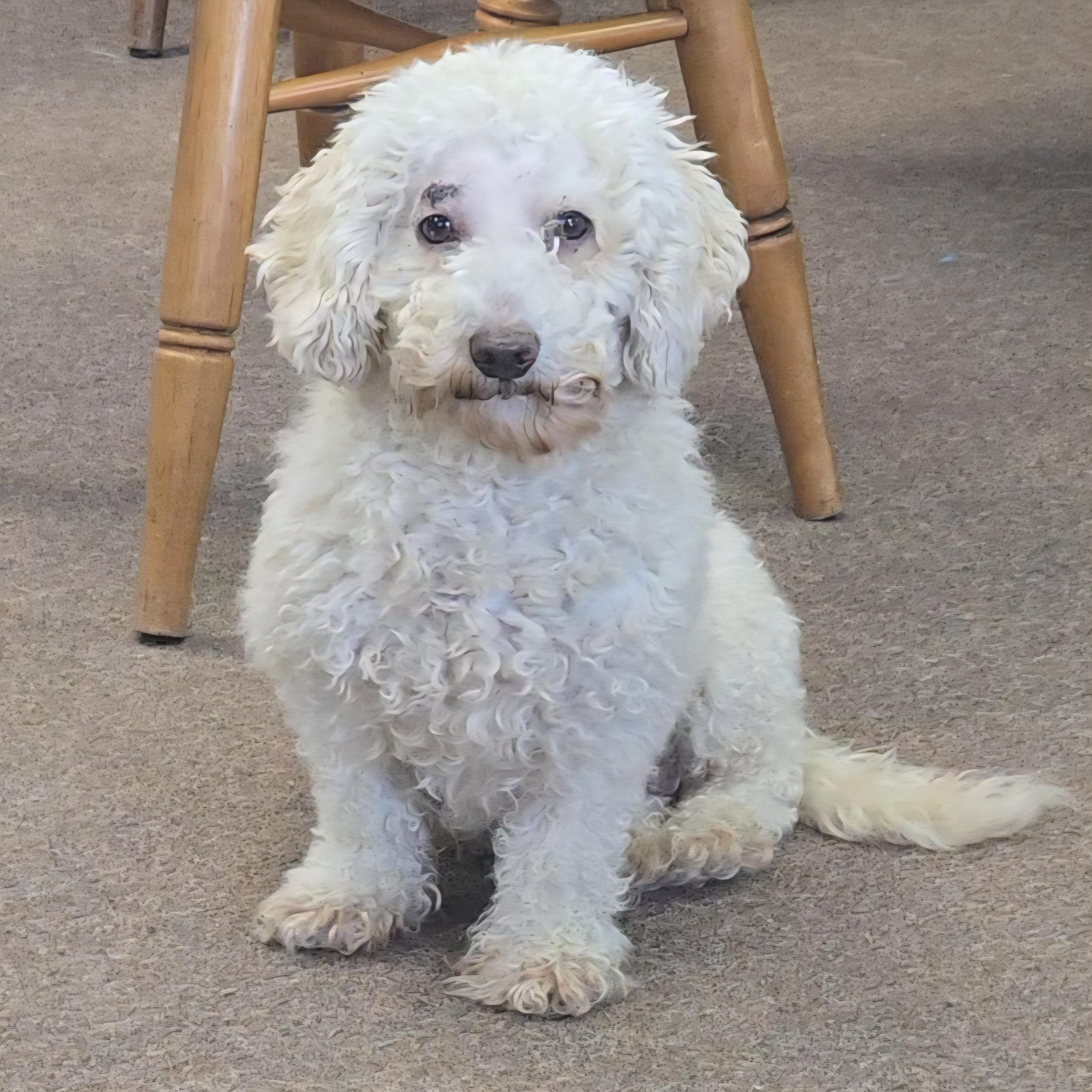 Cowgirl, adopted, Adult Female Miniature Poodle.