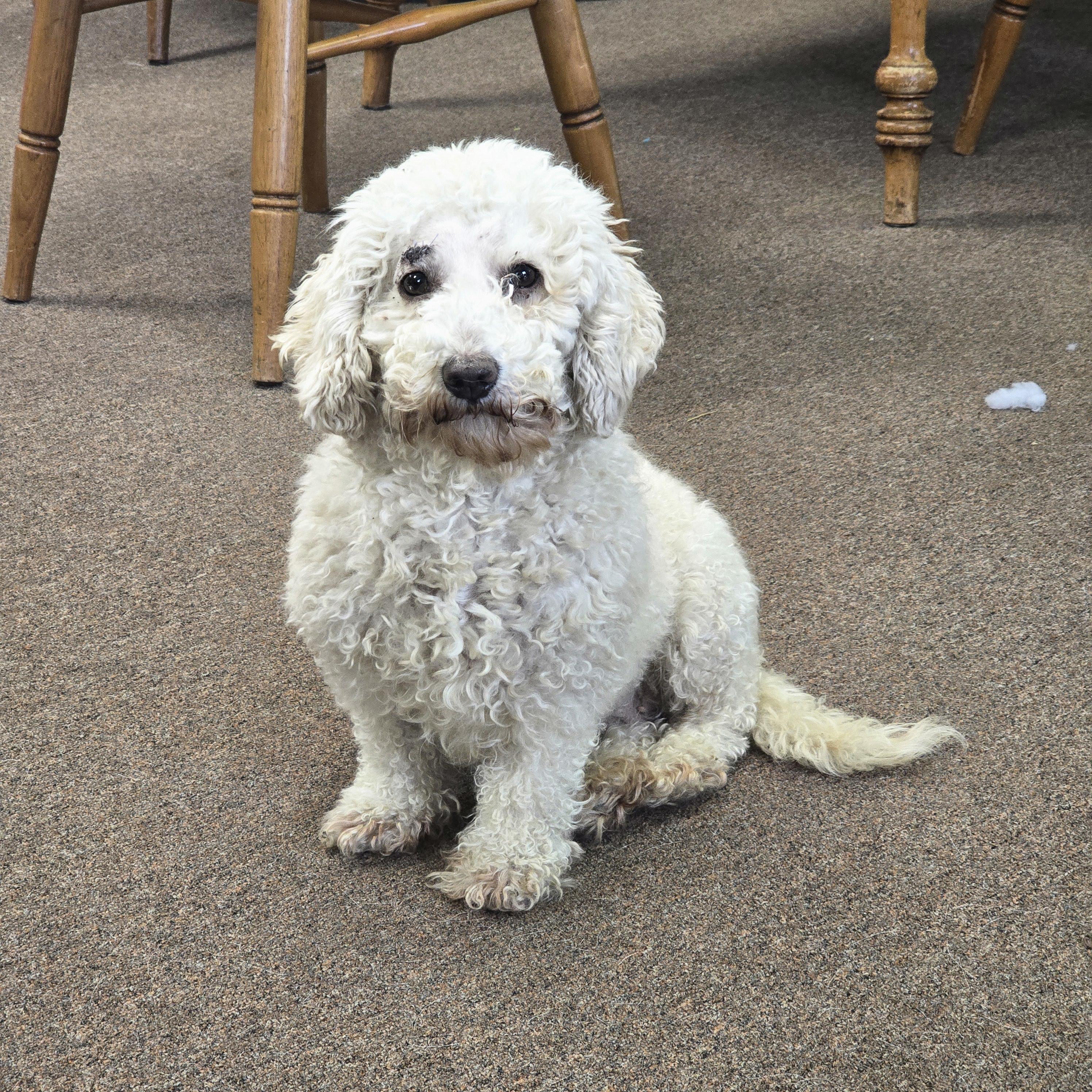 Enlarge Cowgirl, an adopted Miniature Poodle in LaGrange, IN image 3/6