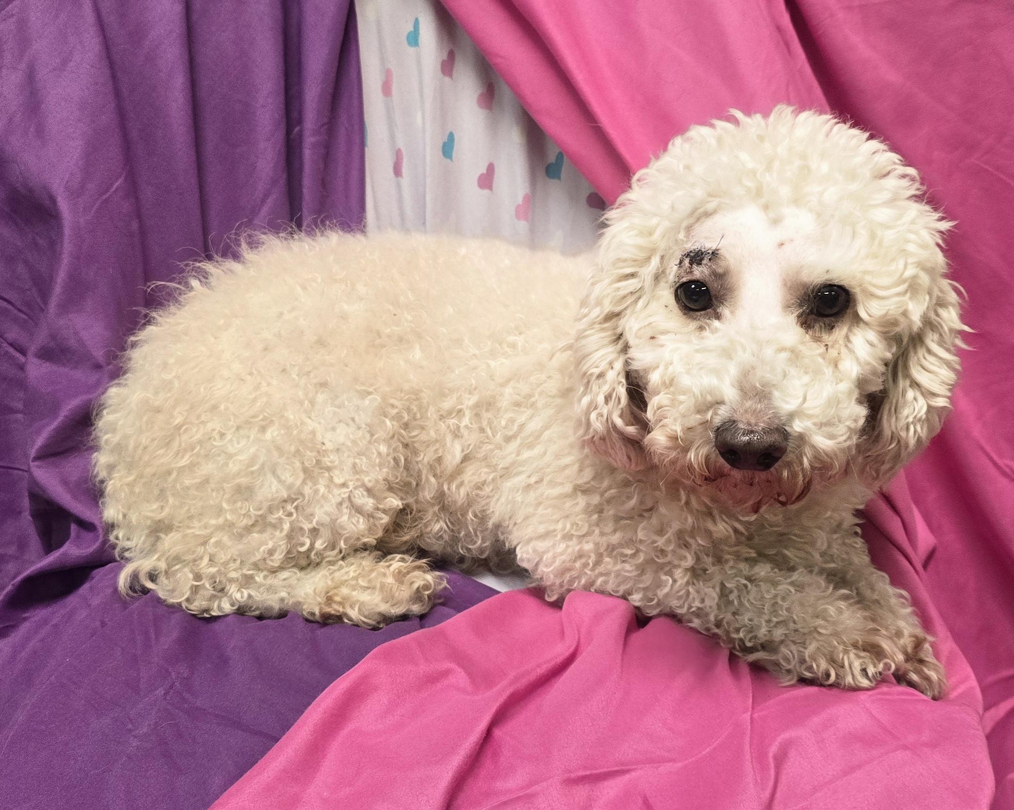 Enlarge Cowgirl, an adopted Miniature Poodle in LaGrange, IN image 4/6