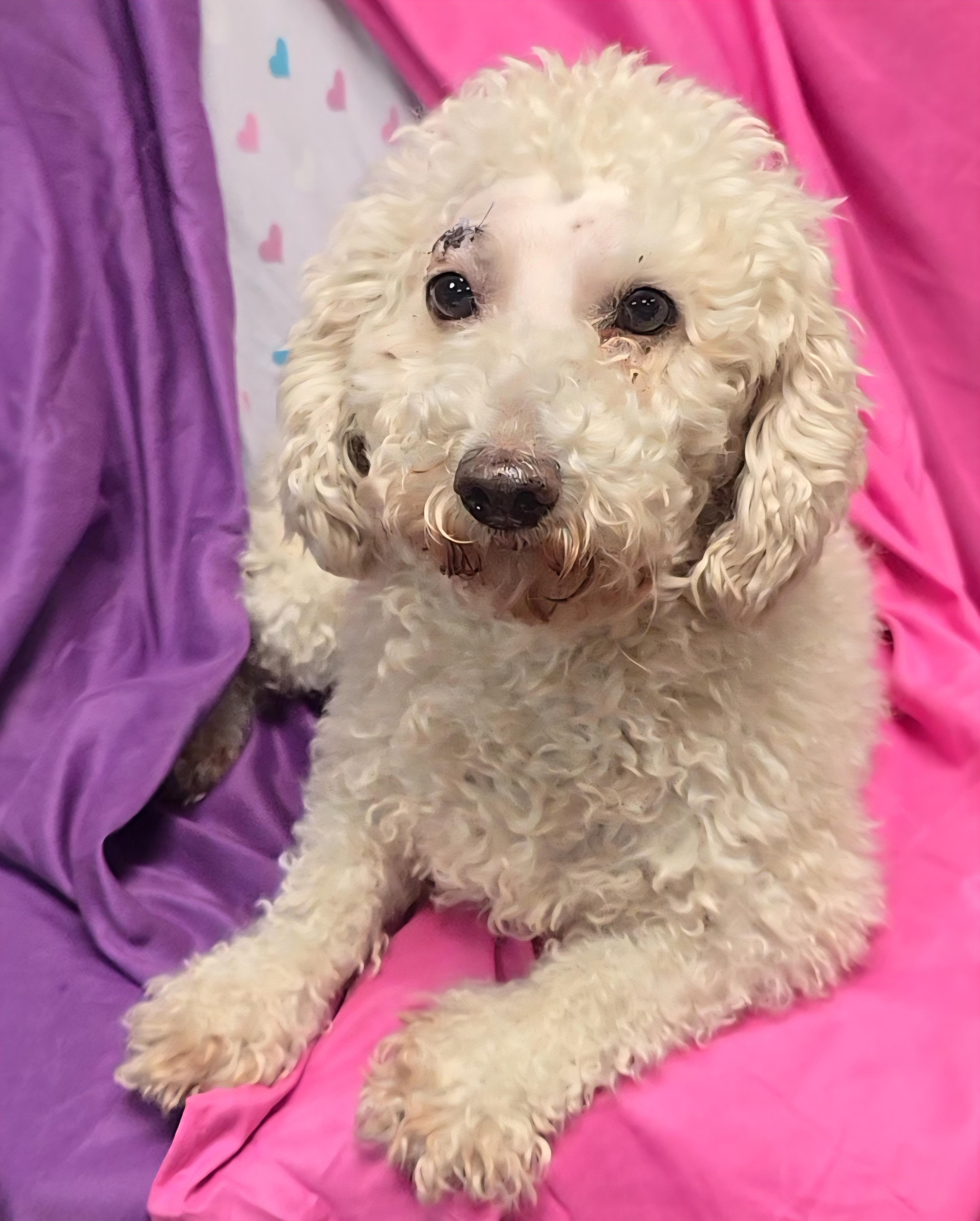 Enlarge Cowgirl, an adopted Miniature Poodle in LaGrange, IN image 2/6