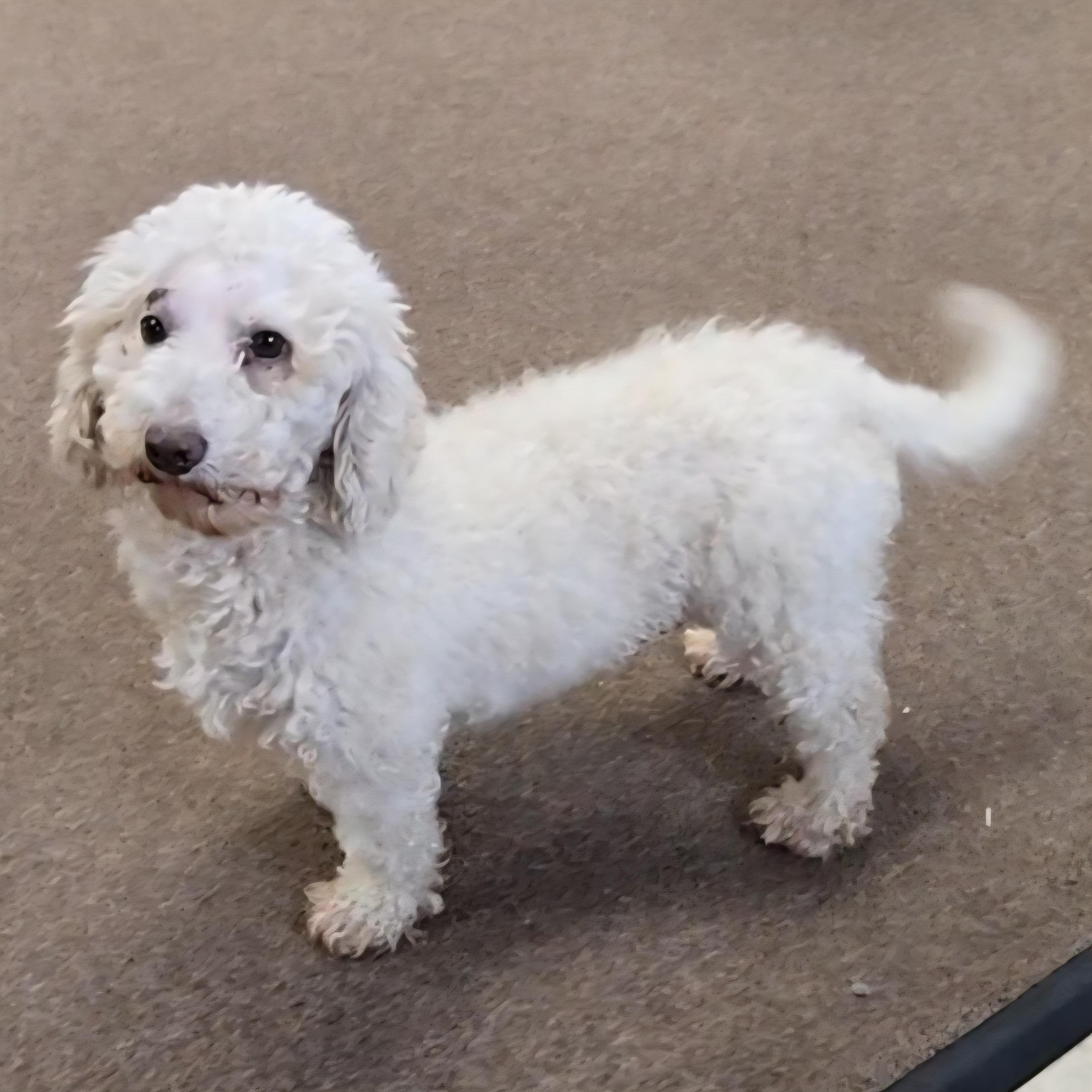 Enlarge Cowgirl, an adopted Miniature Poodle in LaGrange, IN image 6/6