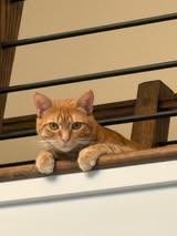 Pete Man, Adoptable, Adult Male Domestic Short Hair.