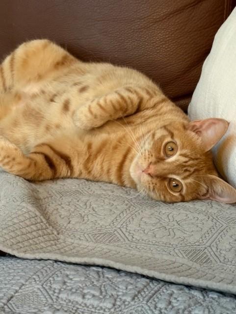 Enlarge Pete Man, a Adoptable Domestic Short Hair in Maidens, VA image 2/6