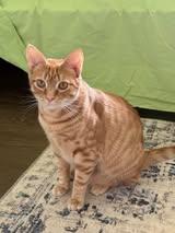 Enlarge Pete Man, a Adoptable Domestic Short Hair in Maidens, VA image 4/6