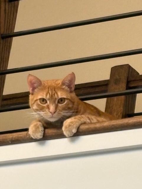 Enlarge Pete Man, a Adoptable Domestic Short Hair in Maidens, VA image 6/6