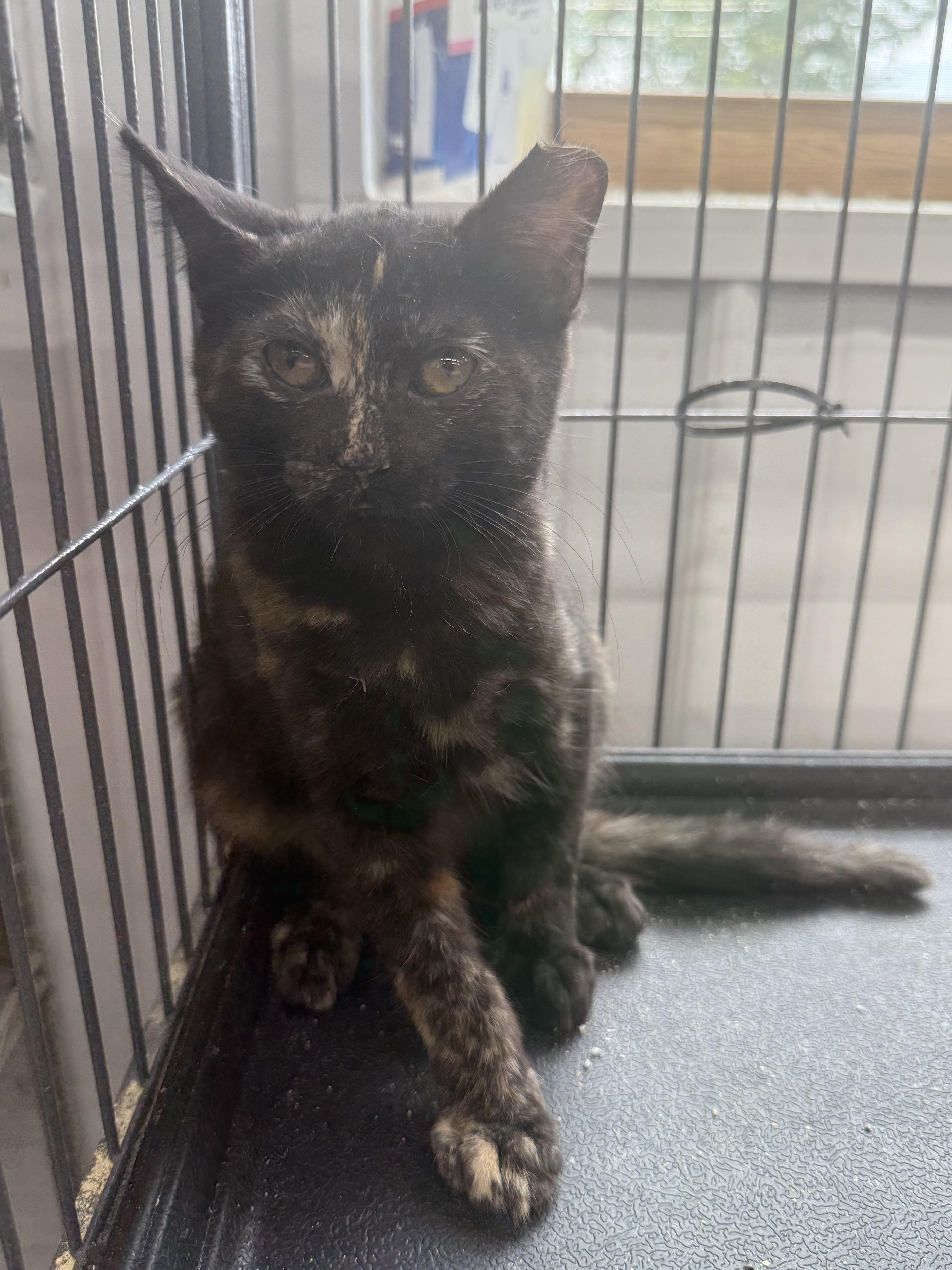 Taffy, ADOPTABLE, Kitten Female Domestic Medium Hair.