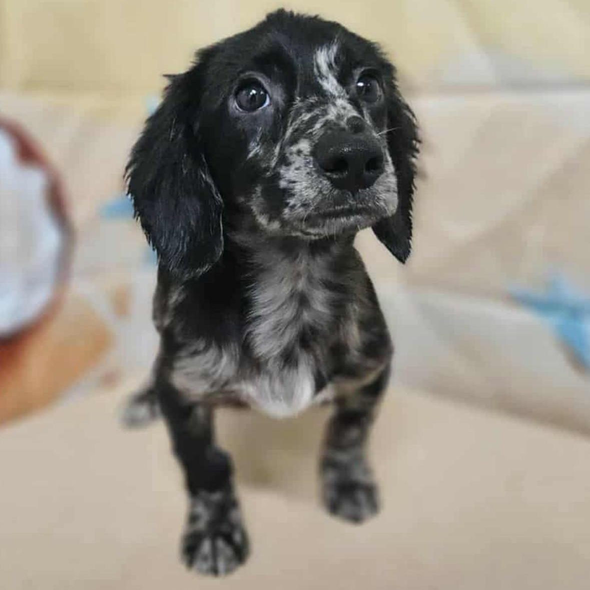 Ruben aka Chad, adoptable, Young Male Dachshund (Long Haired).