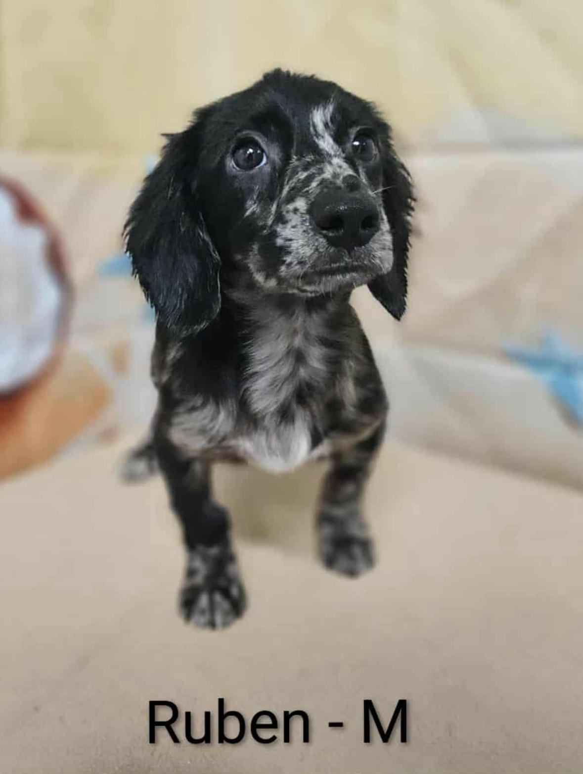 Rueben