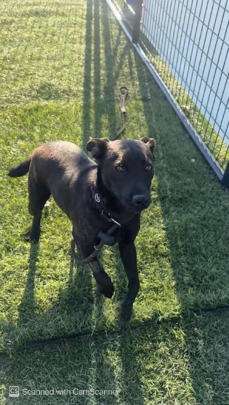 Roley Poley, a ADOPTABLE mixed breed in Aurora, IL image 2/2