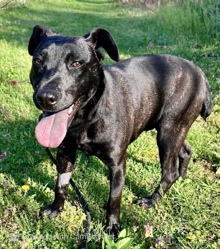 Roley Poley, ADOPTABLE, Young Male Terrier.