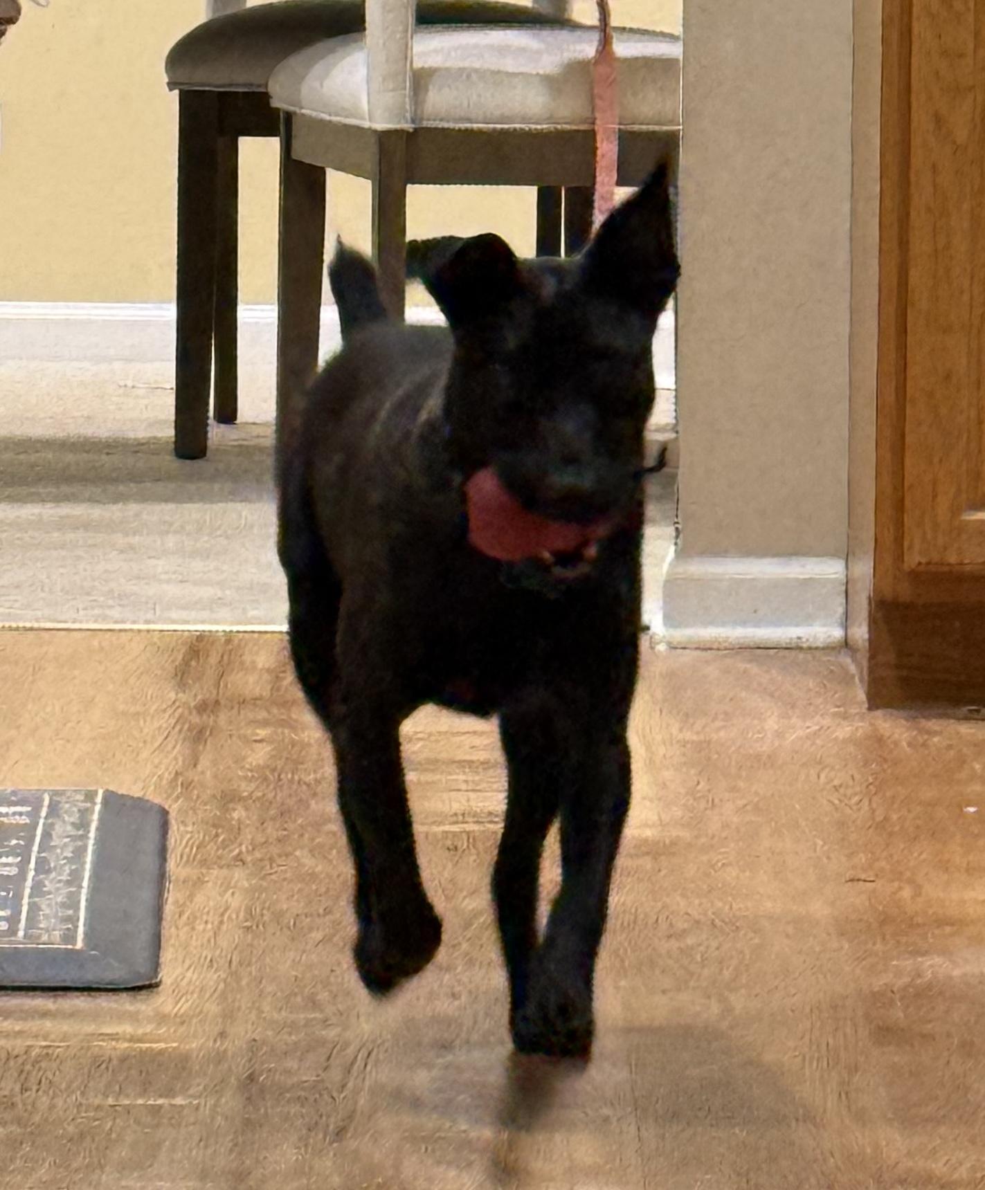 Rawley, a ADOPTABLE mixed breed in Aurora, IL image 3/6