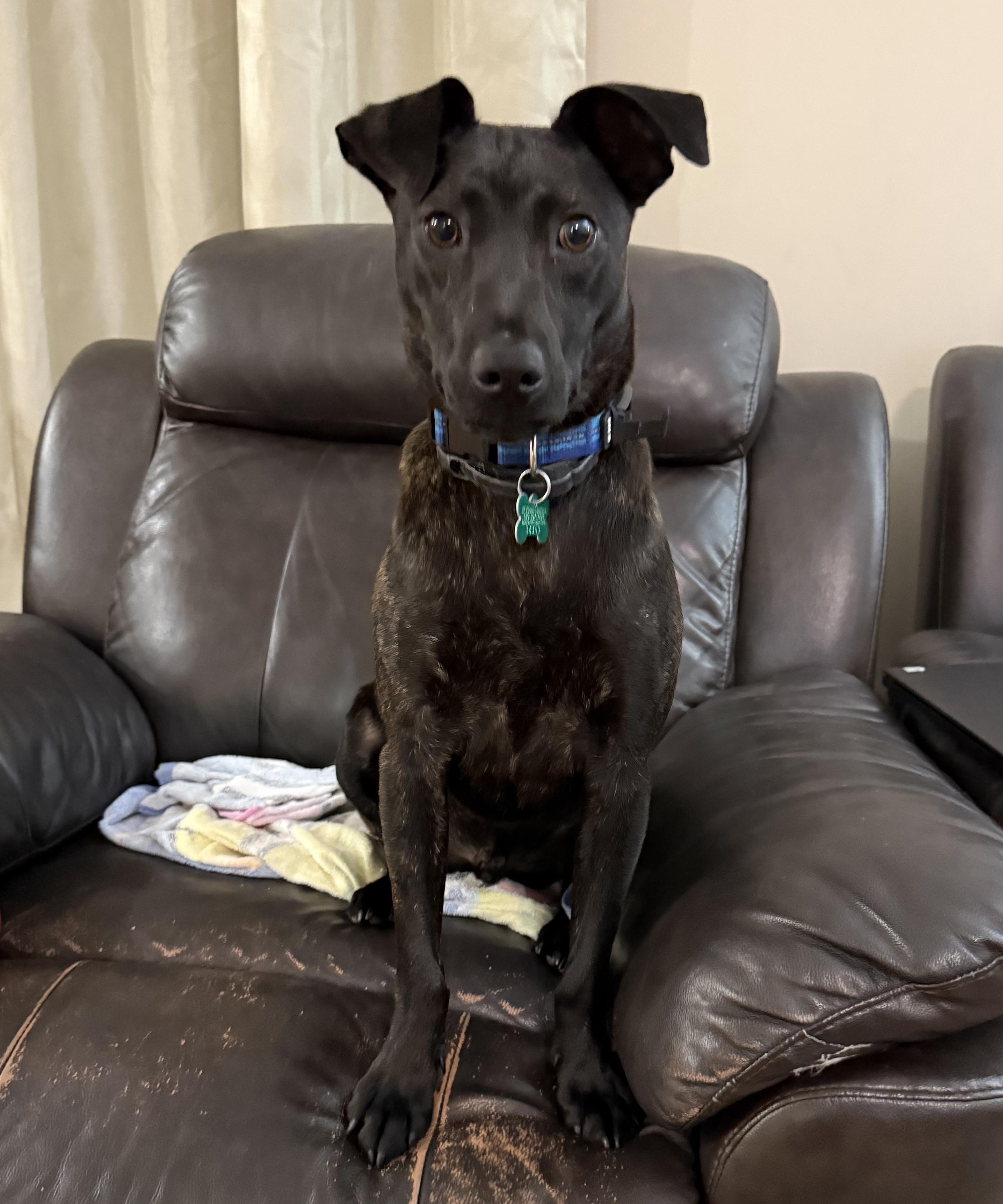 Rawley, ADOPTABLE, Young Male Terrier.