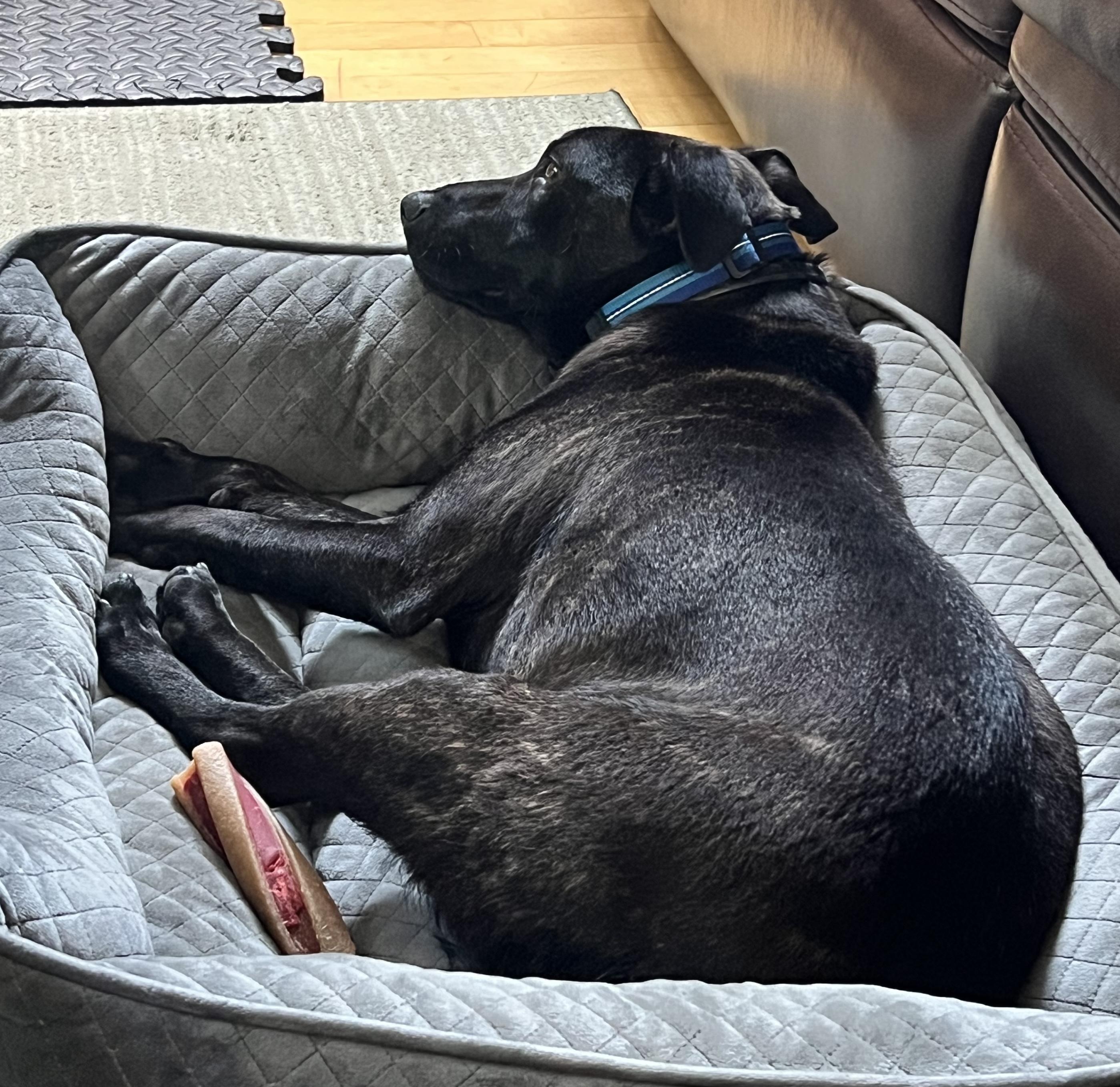 Rawley, a ADOPTABLE mixed breed in Aurora, IL image 2/6