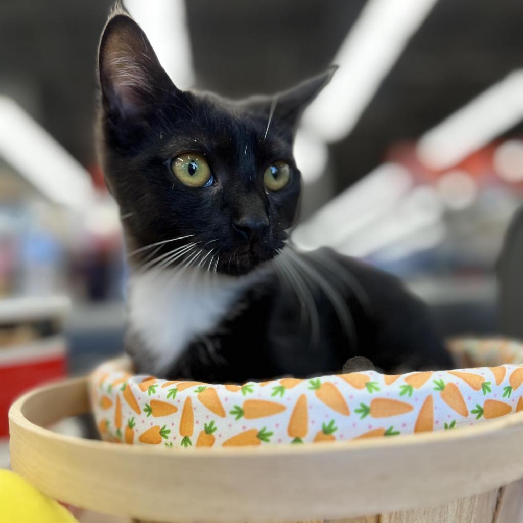 Obi, Adoptable, Adult Male Domestic Short Hair.