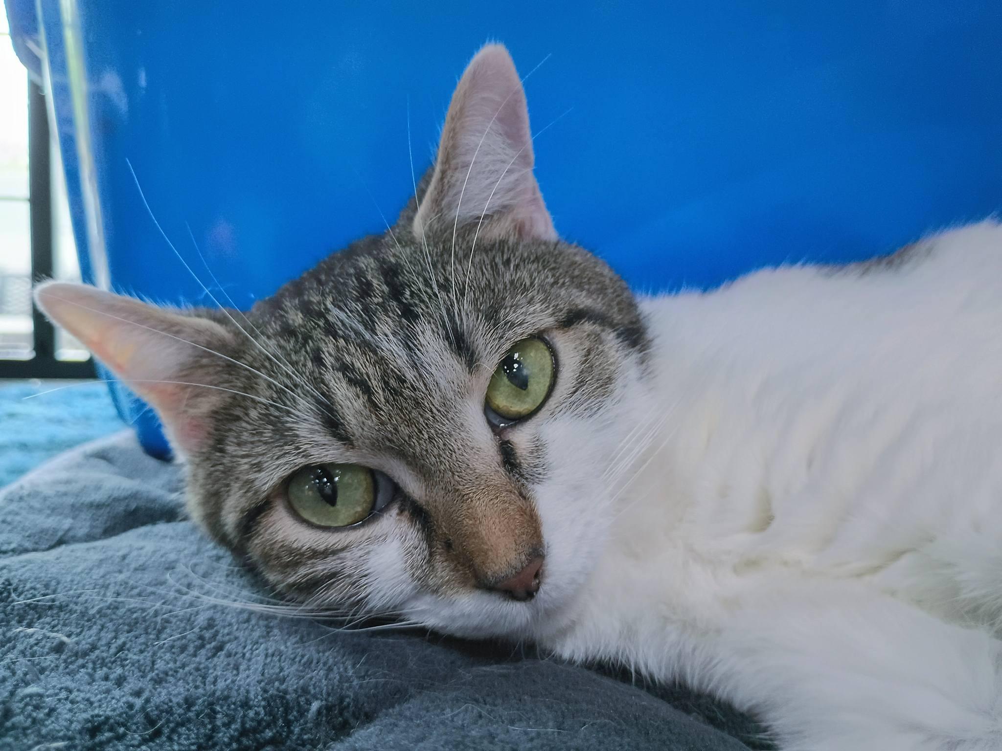 Zoey, a ADOPTABLE Domestic Short Hair in Morgantown, WV image 2/2
