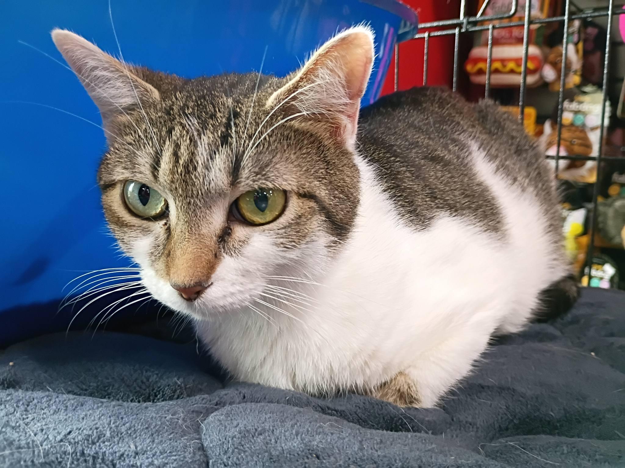 Zoey, ADOPTABLE, Young Female Domestic Short Hair.