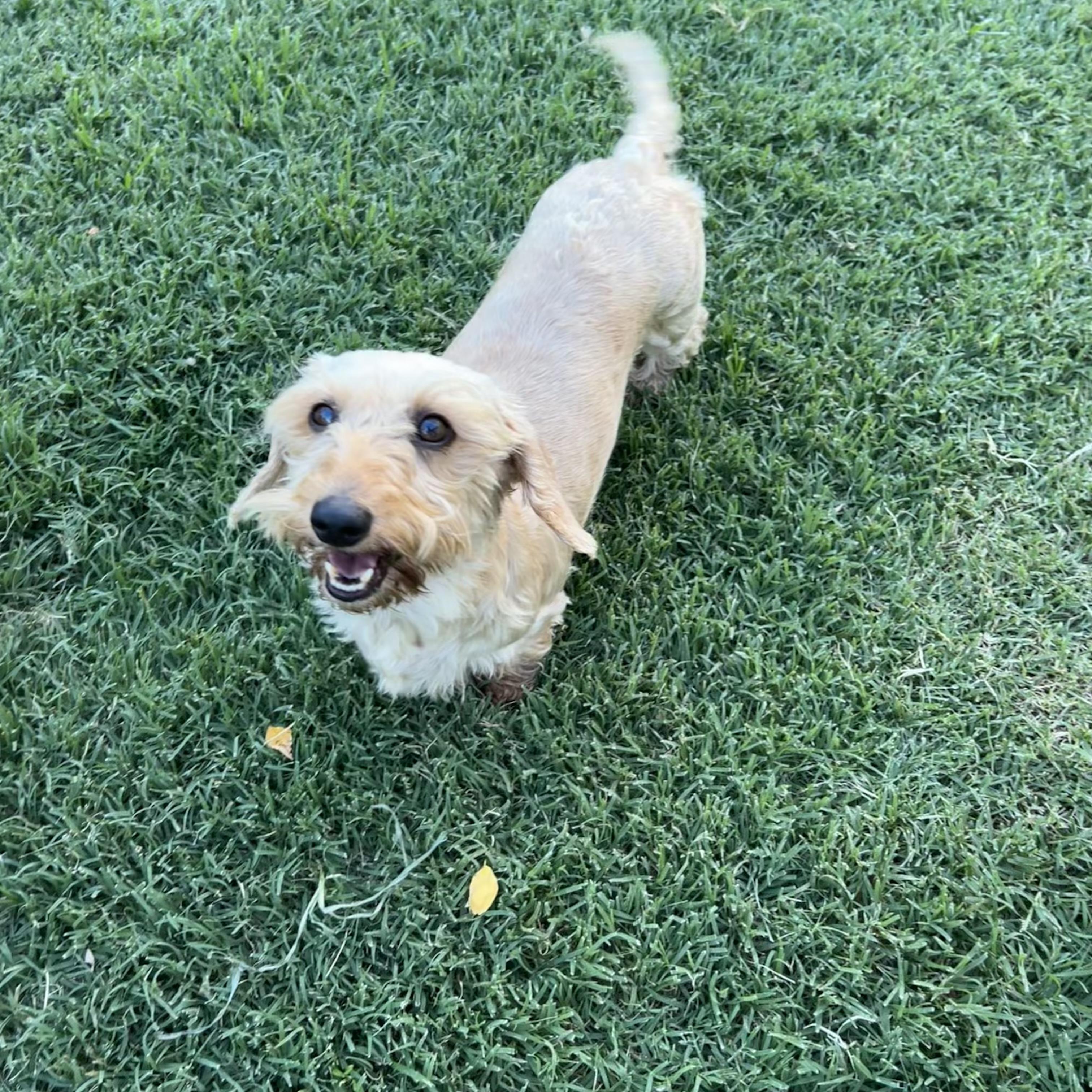 Enlarge Sophie, an adoptable Wirehaired Dachshund in Chickasha, OK image 2/3