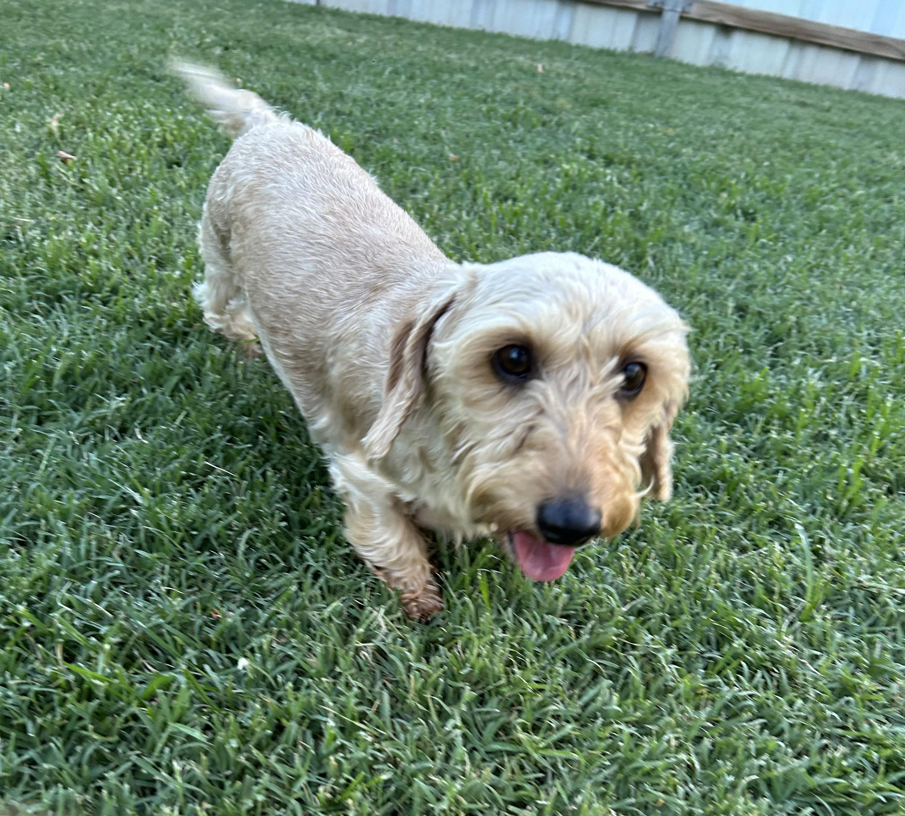 Sophie, adoptable, Adult Female Wirehaired Dachshund.
