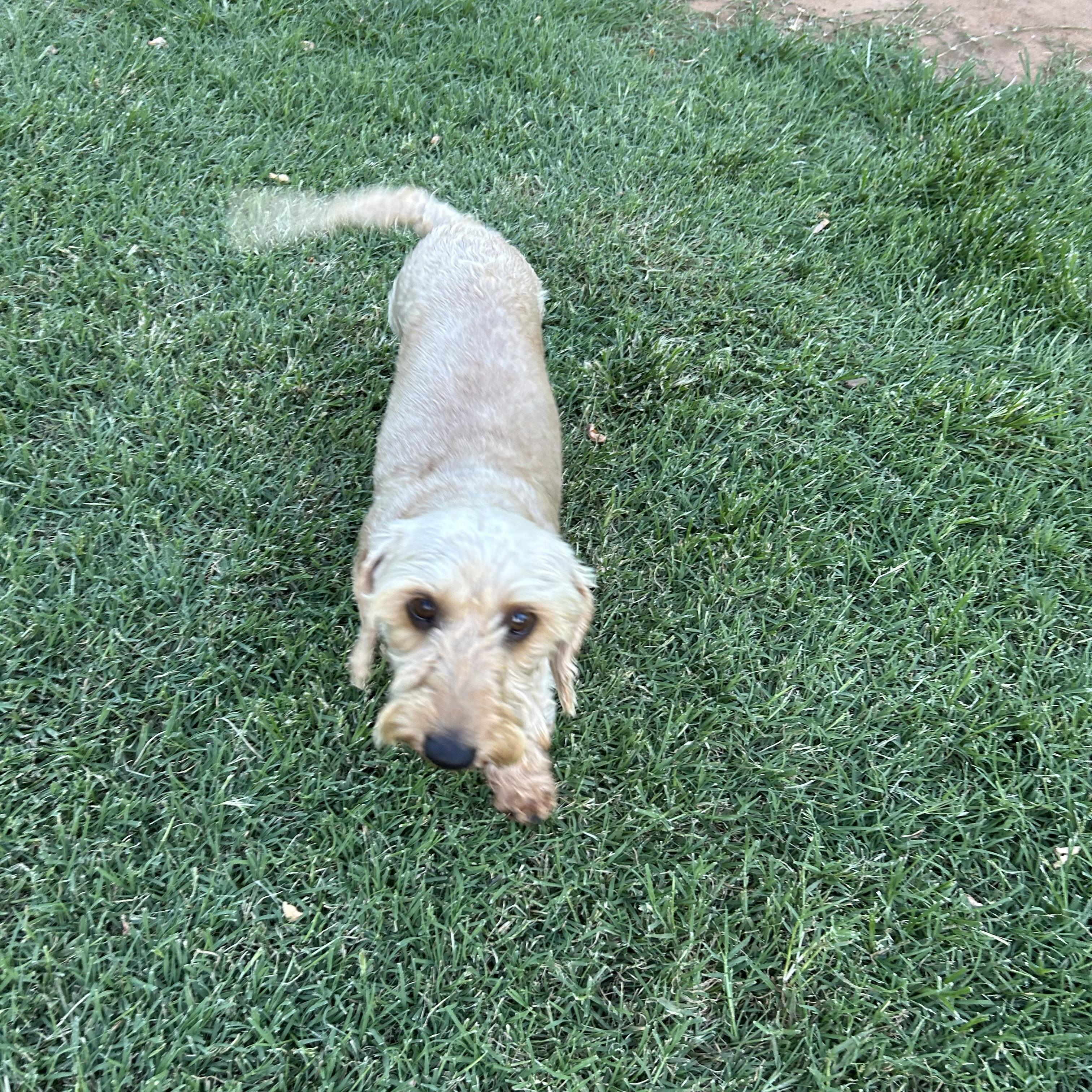Enlarge Sophie, an adoptable Wirehaired Dachshund in Chickasha, OK image 3/3