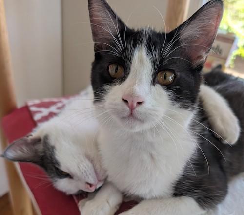 Purrch, Adoptable, Kitten Male Domestic Short Hair.