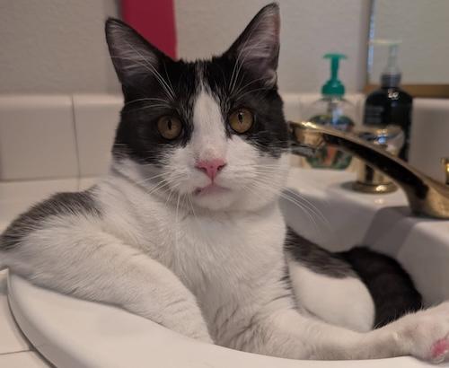 Purrch, Adoptable, Kitten Male Domestic Short Hair.