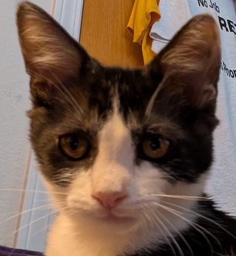 Enlarge Purrch, a Adoptable mixed breed in Fair Oaks, CA image 2/3