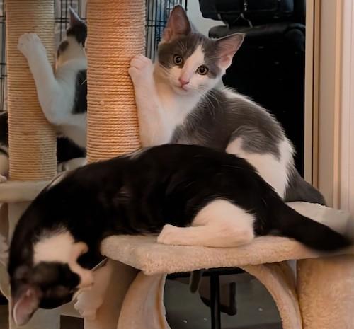 Enlarge Purrch, a Adoptable mixed breed in Fair Oaks, CA image 3/3