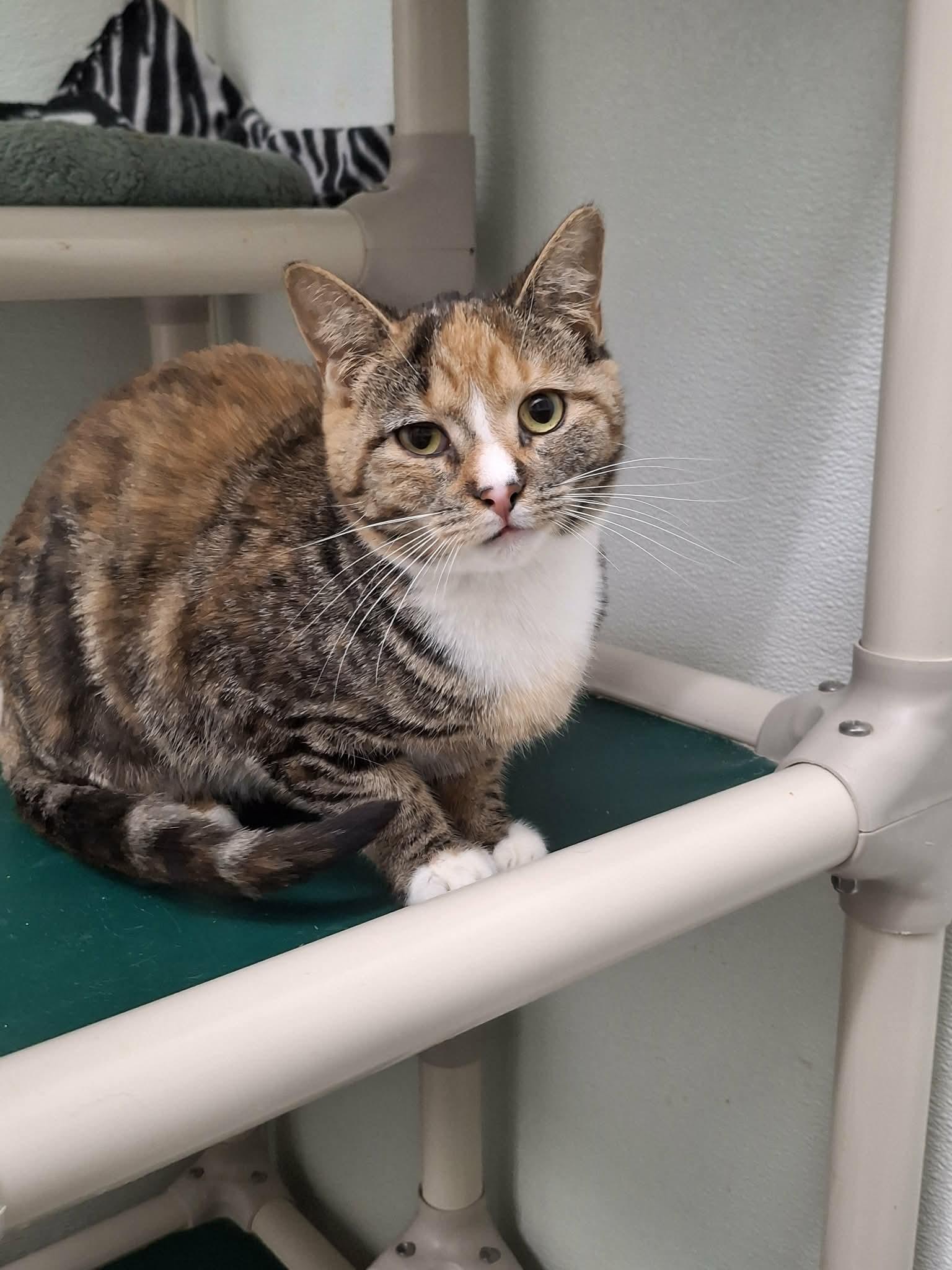 Lou, a Adopted Domestic Short Hair in Gonic, NH image 1/3