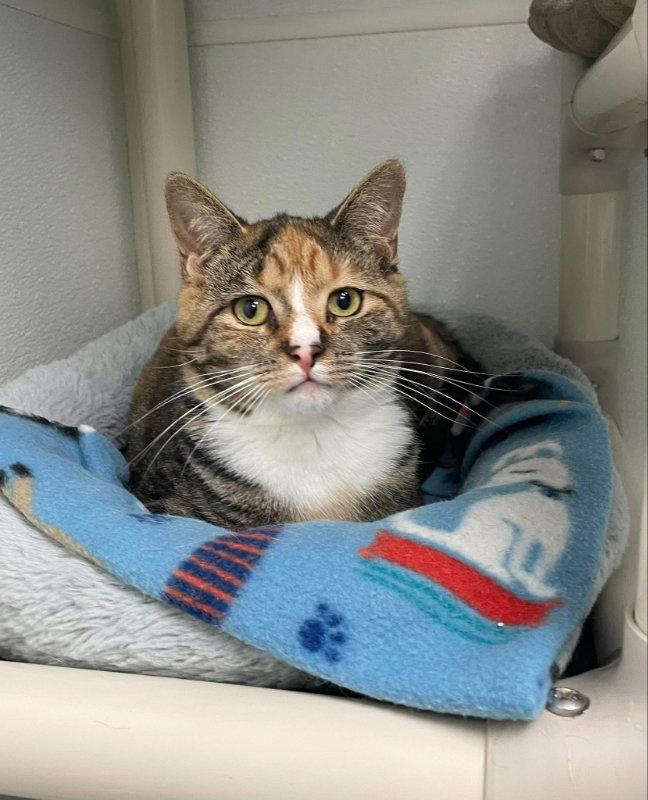 Lou, a Adopted Domestic Short Hair in Gonic, NH image 2/3