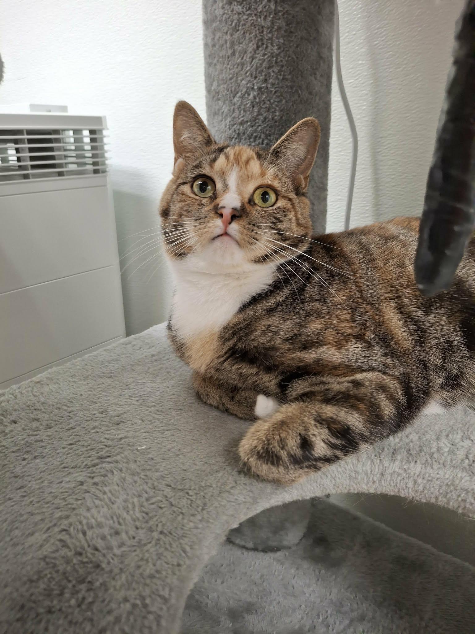 Lou, a Adopted Domestic Short Hair in Gonic, NH image 3/3