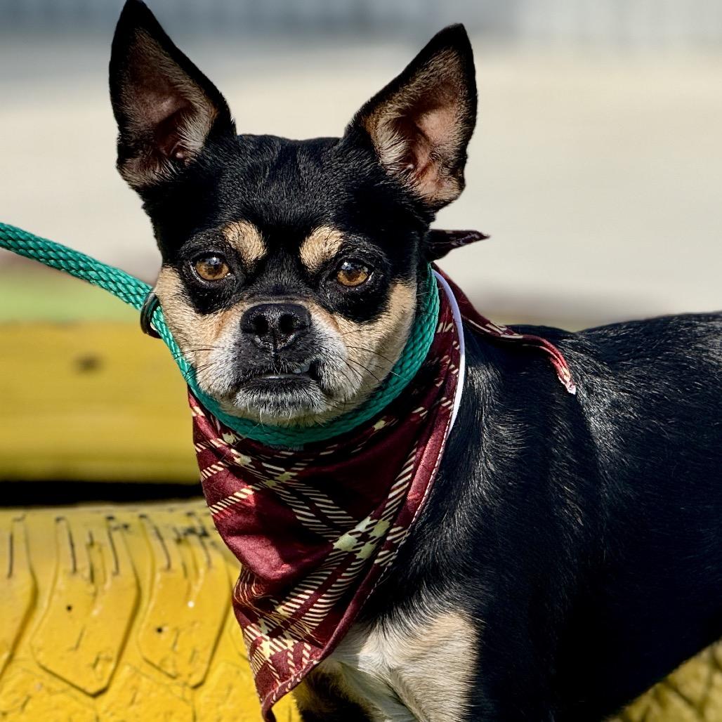 Beetle, Adoptable, Adult Male Pug & Chihuahua.