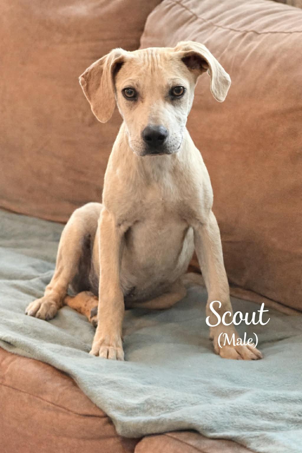 Scout, Adoptable, Puppy Male Catahoula Leopard Dog & Labrador Retriever.