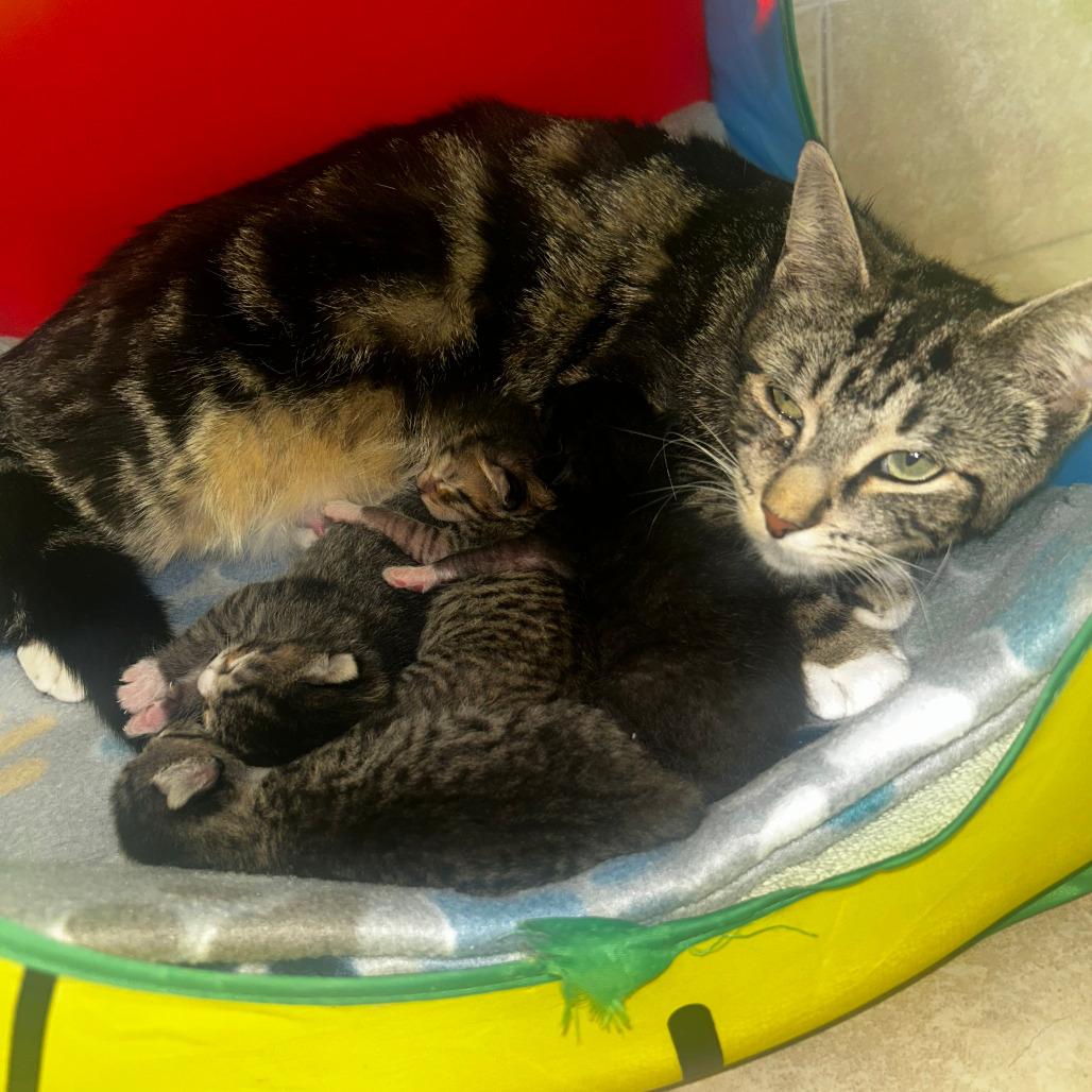 Margo, Adoptable, Kitten Female Domestic Short Hair.