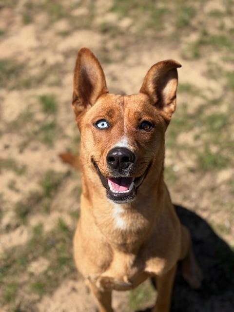 Maxine, ADOPTABLE, Adult Female Husky.